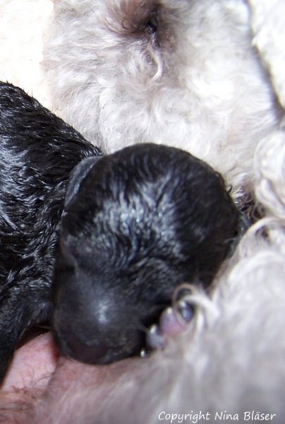 Ruede - Male 12012008 (1).JPG